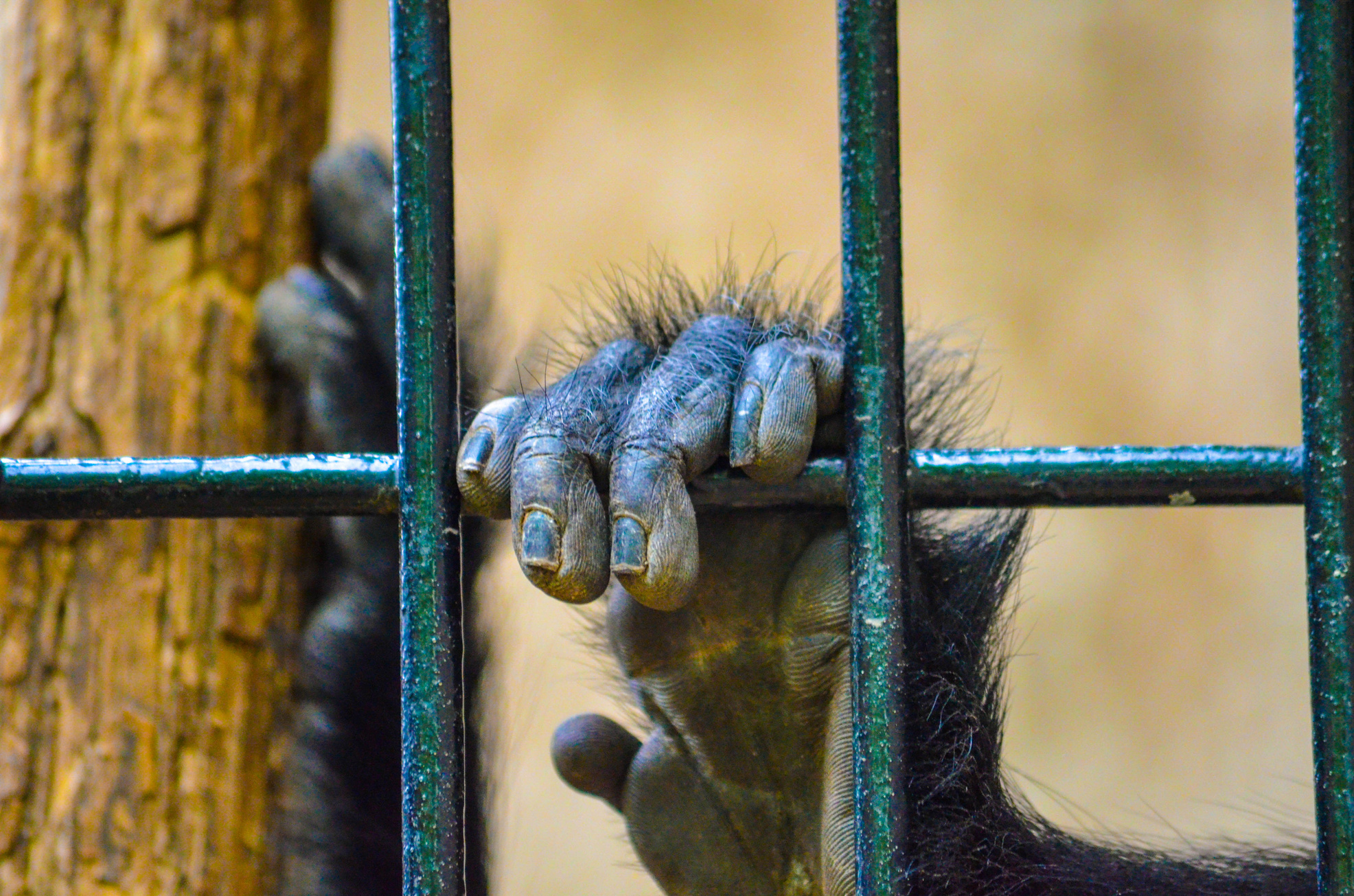 Caged Monkey Hand